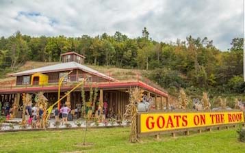 Goats On The Roof